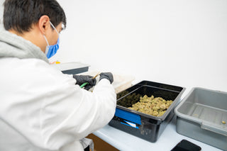 Inside the Lab: How Hemp Product Formulation Really Works