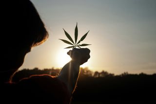 Is Your Hemp-Derived THCa Safe? What Every Retailer Should Know in 2025