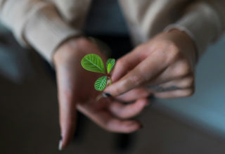 From Seed to Shelf: How hhemp.co Keeps Hemp-Derived Products Safe and Accessible