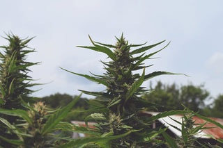 green plant in close up photography